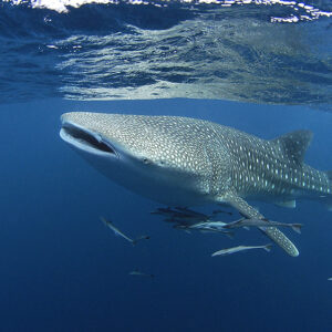 Whale shark tofo mozambique