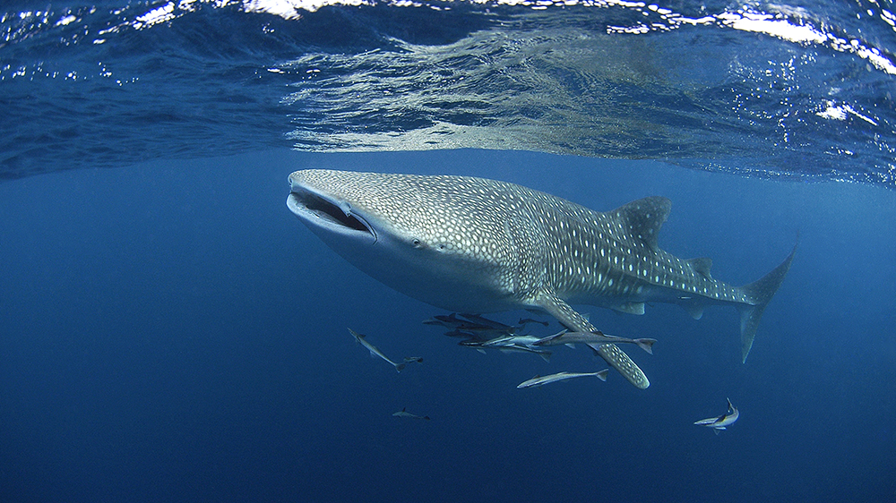 Whale shark tofo mozambique