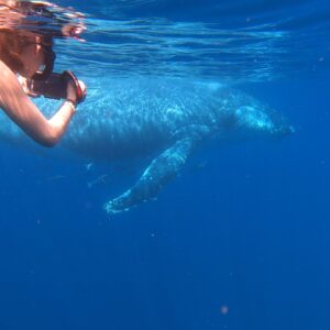 Whale Watching & Snorkelling